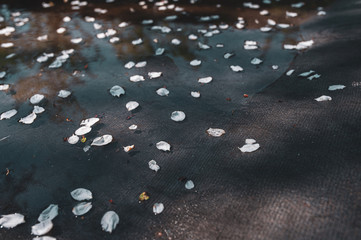 Texture of white petals of apple tree flowers in water on a black background