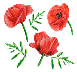 Poppy flowers in a watercolor style on a white background. Hand drawn. Illustrations. Closeup.  Template.