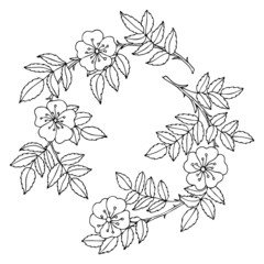 Eglantine twig with leaves and flowers. Hand drawn wild Rose. Sketch for anti-stress adult coloring book. Vector illustration  for coloring page.