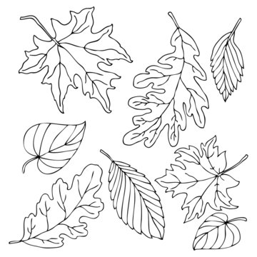 Composition with autumn leaves. Hand drawn picture. Vector illustration  for coloring page. Sketch for anti-stress adult coloring book.