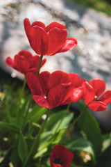 Red opened tulips on a gray background with highlights and bokeh from the water
