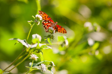 Butterflies and flowers