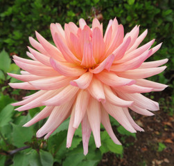 closeup of pink dahlia flower