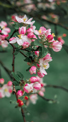 Spring, May pink, white flowers, apple orchard, trees bloom on a blurry background of green grass and rain in cloudy weather. Blooming background with copy space and tabs for text.