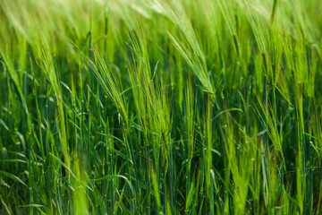 Fototapeta premium Green wheat field and sunny day. Green Wheat Head in Cultivated Agricultural Field