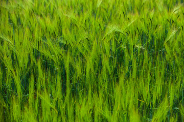 Green wheat field and sunny day. Green Wheat Head in Cultivated Agricultural Field