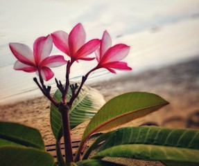 Plumeria flower, facing the sea.