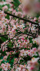 Spring, May pink, white flowers, apple orchard, trees bloom on a blurry background of green grass and rain in cloudy weather. Blooming background with copy space and tabs for text.