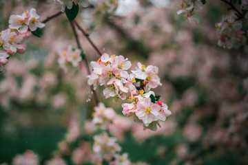 Spring, May pink, white flowers, apple orchard, trees bloom on a blurry background of green grass and rain in cloudy weather. Blooming background with copy space and tabs for text.