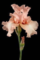 Pink flower of iris, isolated on black background
