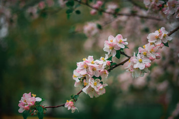 Spring, May pink, white flowers, apple orchard, trees bloom on a blurry background of green grass and rain in cloudy weather. Blooming background with copy space and tabs for text.