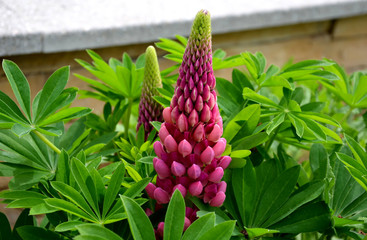 lupinus polyphyllus originally from North America. Thanks to its tall stature and bright red flowers, the plant has a very decorative impression.