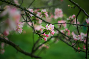 Spring, May pink, white flowers, apple orchard, trees bloom on a blurry background of green grass and rain in cloudy weather. Blooming background with copy space and tabs for text.
