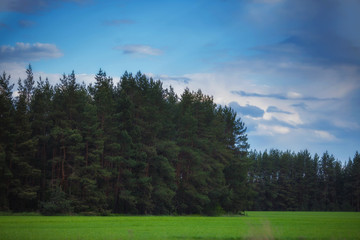 Fototapeta na wymiar Landscape with a green field and pine forest and Christmas trees on a cloudy day