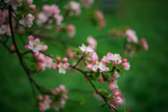 Spring, May pink, white flowers, apple orchard, trees bloom on a blurry background of green grass and rain in cloudy weather. Blooming background with copy space and tabs for text. © victoria
