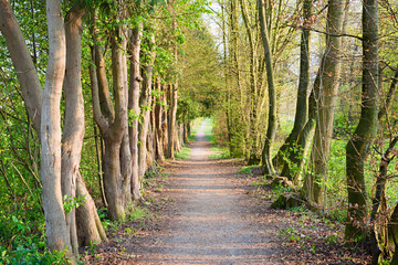 old thuja and beech trees alley at springtime
