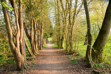 Fototapeta premium path through old trees alley at springtime