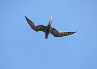 tern flying in the sky