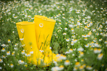 Yellow rubber boots after the rain stand on a chamomile field. Spring mood