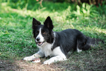 Fototapeta premium Border Collie dog on green grass with blurry background