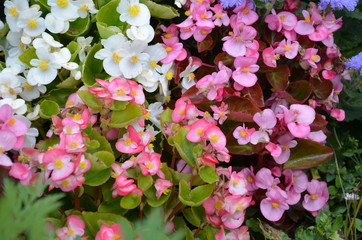 summer wildflowers of different colors. Beautiful Floral Border. Flower design