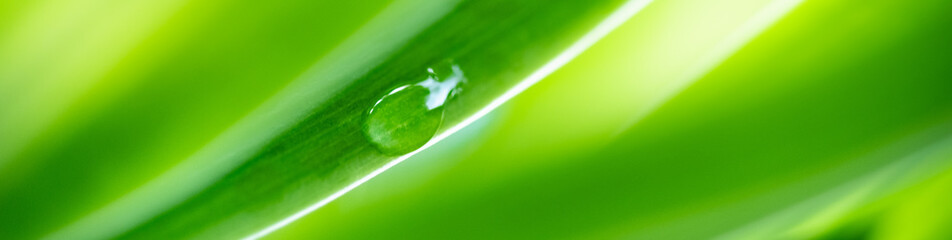 Nature of green leaf with rain drop in garden at summer. Natural green leaves plants using as spring background cover page greenery environment ecology wallpaper