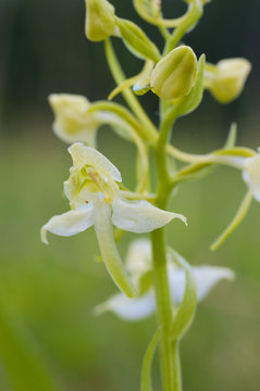 berg waldhyazinthe , Platanthera chlorantha , seltene heimische orchideenart , Fundort gr&uuml;nes band n&auml;he l&uuml;derbach in nordhessen