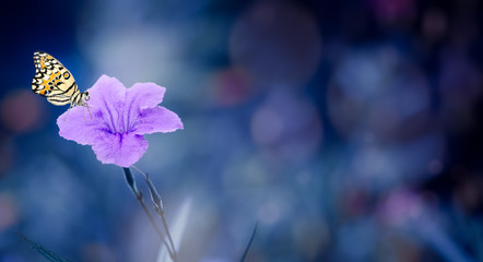 The background of purple flowers in the dark with dim light and beautiful bokeh in purple tones.