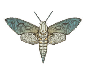 Sphingidae hawk-moths graphic