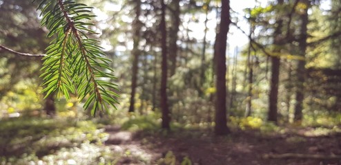 spruce tree in the forest