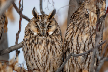 Long-eared Owl (Asio otus) wildlife habitat bird.