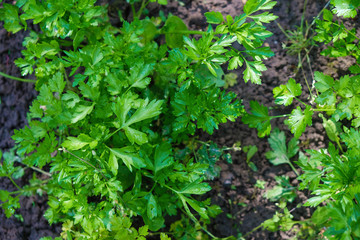 Dewy parsley leaves in a field on a sunny morning in Ukrainian agriculture.