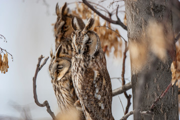 Long-eared Owl (Asio otus) wildlife habitat bird.
