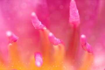 Abstract background created by soft close-up macro photography of natural flowers in orange, pink and yellow colors, close-up images of soft-focus lotus stamens.