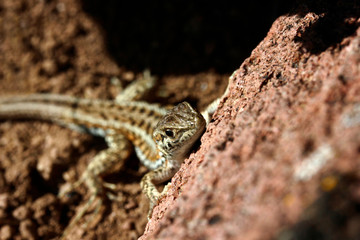 cute lizard in nature close-up