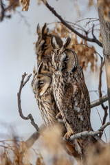 Long-eared Owl (Asio otus) wildlife habitat bird.