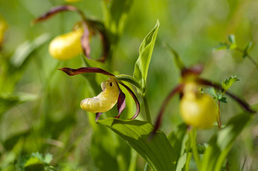 frauenschuh , Cypripedium calceolus, sehr seltene orchidee , fundort nähe weißenbach in nordhessen