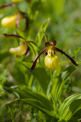 frauenschuh , Cypripedium calceolus, sehr seltene orchidee , fundort n&auml;he wei&szlig;enbach in nordhessen