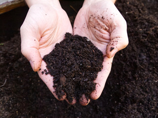 Soil in male hands