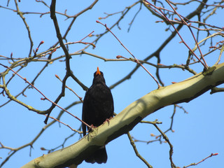 blackbird sitting on a branch