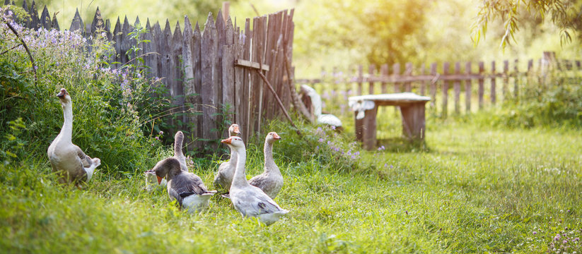 Several geese walk near the farm Rural landscape Sun flare