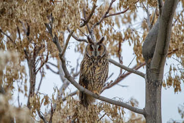 Obraz premium Long-eared Owl (Asio otus) wildlife habitat bird.