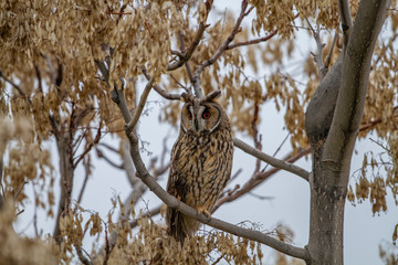 Long-eared Owl (Asio otus) wildlife habitat bird.