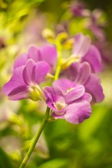 Natural photos: Popularly grown orchids (Vietnam)