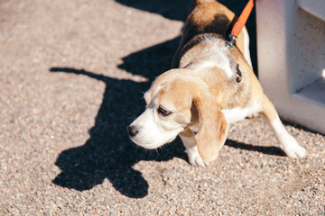 Beagle dog on a leash near a bench close-up in the park