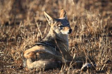 A striped-flanked jackal is stretched out to enjoy the first rays of the sun on a July morning in South Africa.