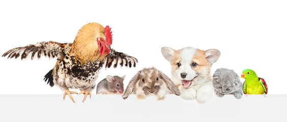 Different pets looks together over empty white banner. isolated on white background