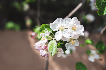 Blossoming branch of apple tree, spring floral background, beauty of nature