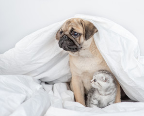 Pug puppy embraces baby kitten under a warm blanket on a bed at home and looks away on empty space