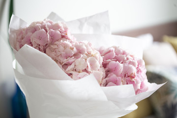 Light tender pink hydrangea bouquet, closeup photo